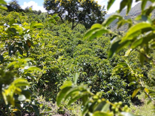 Colombia ロス・ピノス農園 ヘスス・アルベルト ピンクブルボン 100g - 画像 (3)