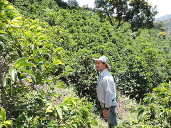 Colombia ロス・ピノス農園 ヘスス・アルベルト ピンクブルボン 100g - 画像 (8)