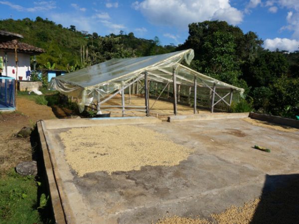 コロンビア　アルト・デル・オビスポ　ラ・エスペランサ農園　ピンクブルボン 100g - 画像 (4)