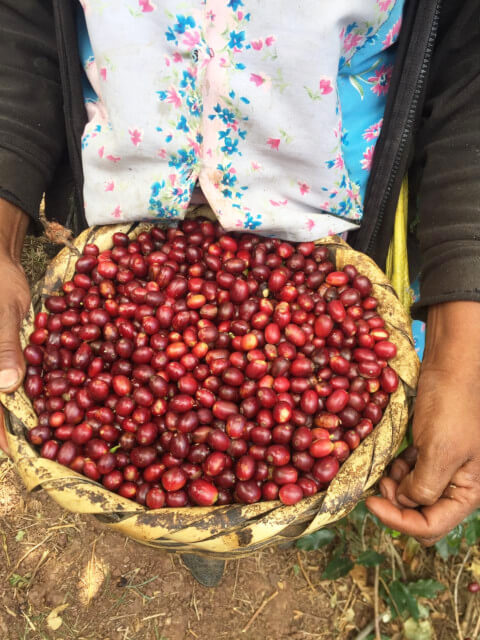 Honduras Los Pinos Typica Calbajal Natural(23/24年クロップ)
