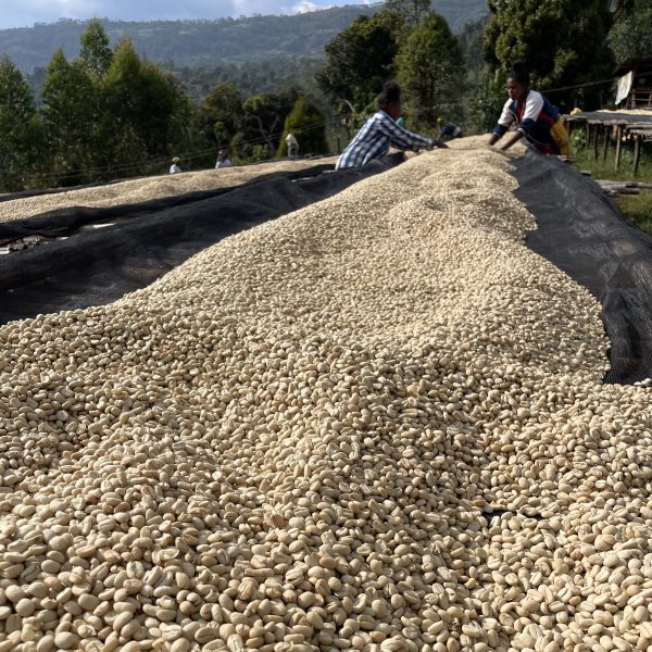 Ethiopia Karamo Washed(24/25年クロップ)　100g - 画像 (2)