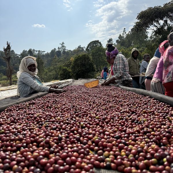 Ethiopia Karamo Natural(24/25年クロップ) 100g - 画像 (5)