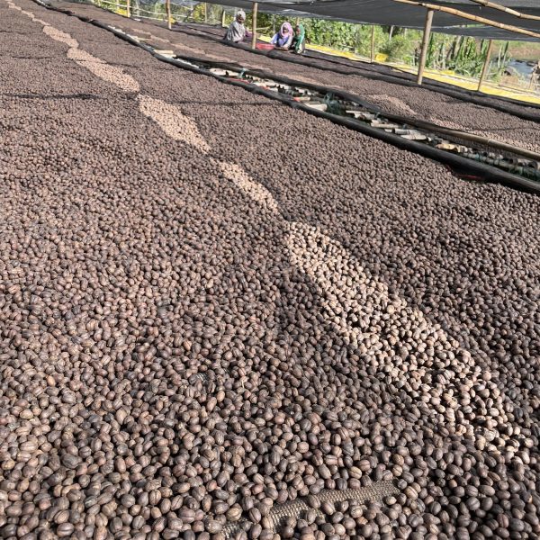 Ethiopia Karamo Natural(24/25年クロップ) 100g - 画像 (3)