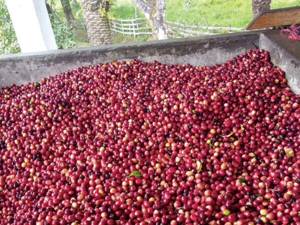 Miyata Coffee Roaster オリジナルブレンド 100g - 画像 (14)