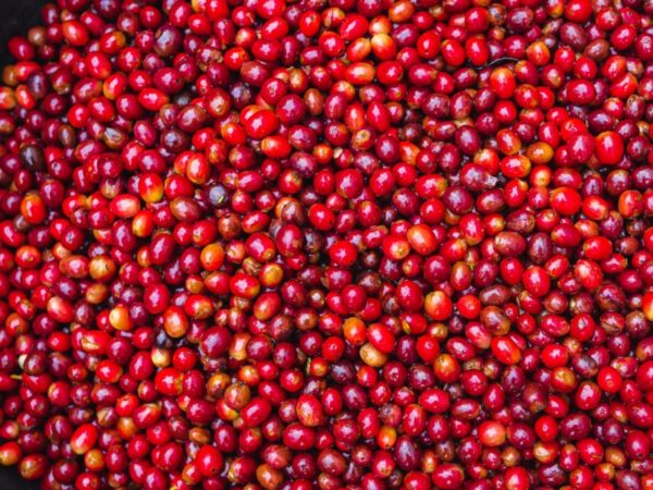 Miyata Coffee Roaster オリジナルブレンド 100g - 画像 (8)