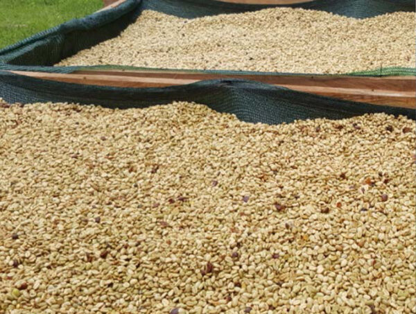 【数量限定】Miyata Coffee Roaster オーロラブレンド 100g - 画像 (9)